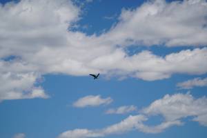 The sky